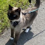 Entry image for Sumie 