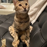 Entry image for Simba 