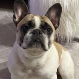 Entry image for Olive 