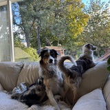 Entry image for Boomer & Bambi