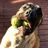 Entry image for Suzie