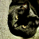 Entry image for Mystery