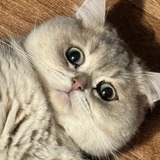 Entry image for Bubee