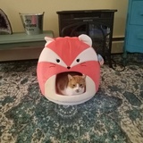 Entry image for Orange and White Kitty