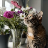 Entry image for Pumpkin