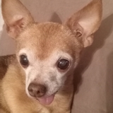 Entry image for Shredder