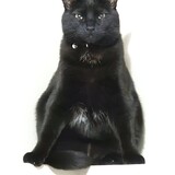 Entry image for Rocket