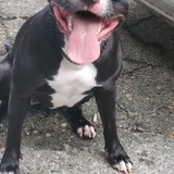 Entry image for Lulu