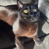 Entry image for Nenno