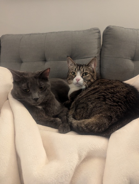 Entry image for Poppy & Luna . Clicking this image will show a larger photo