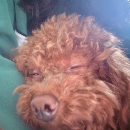 Entry image for Mimi Desktop Chrome. Clicking this image will show a larger photo