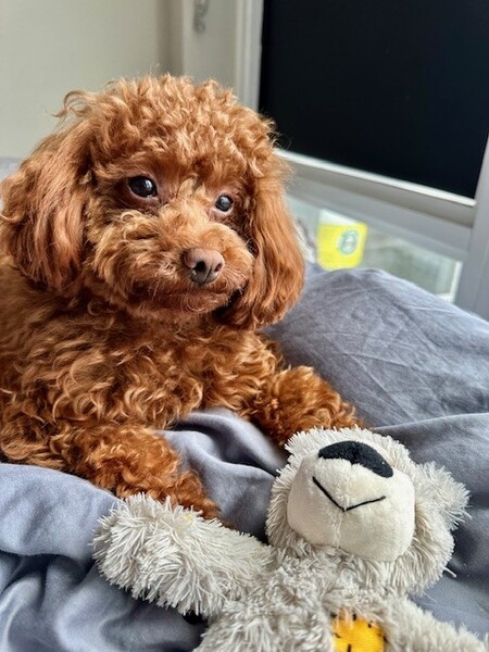 Entry image for Bear. Clicking this image will show a larger photo