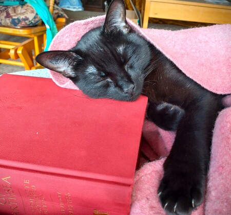 Entry image for Diesel. Clicking this image will show a larger photo