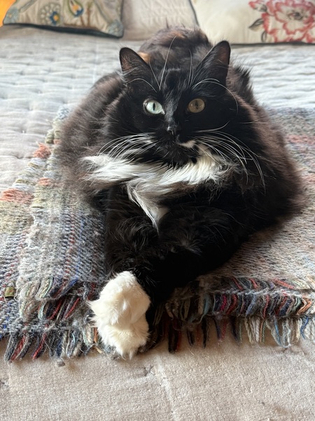 Entry image for Boots. Clicking this image will show a larger photo