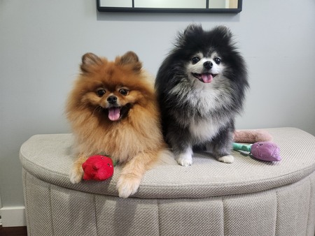 Entry image for Bella & Millie. Clicking this image will show a larger photo