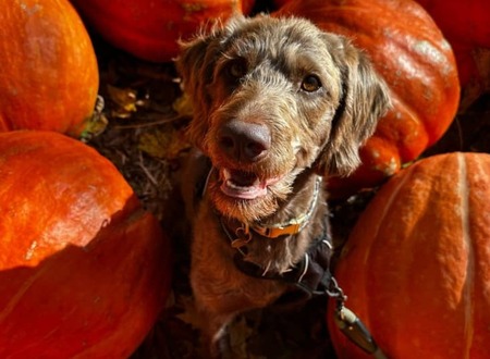 Entry image for Ellie. Clicking this image will show a larger photo