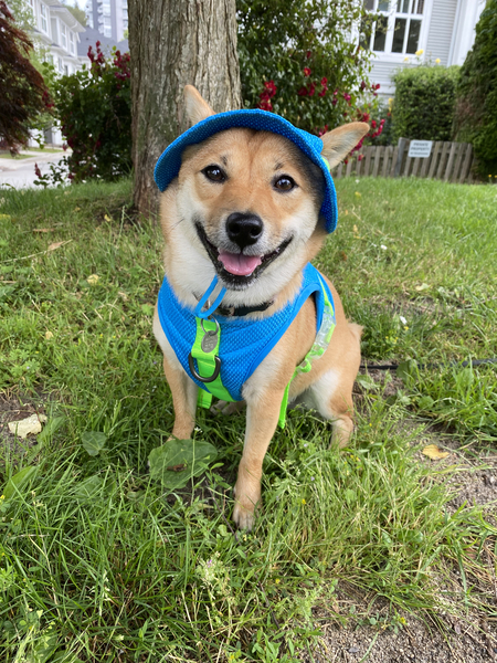 Entry image for Aiko. Clicking this image will show a larger photo