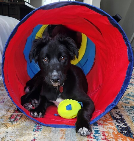 Entry image for Nessie. Clicking this image will show a larger photo