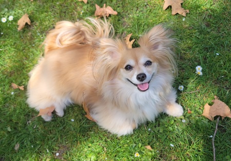 Entry image for Nova. Clicking this image will show a larger photo