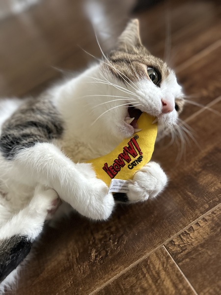 Entry image for Fritz . Clicking this image will show a larger photo