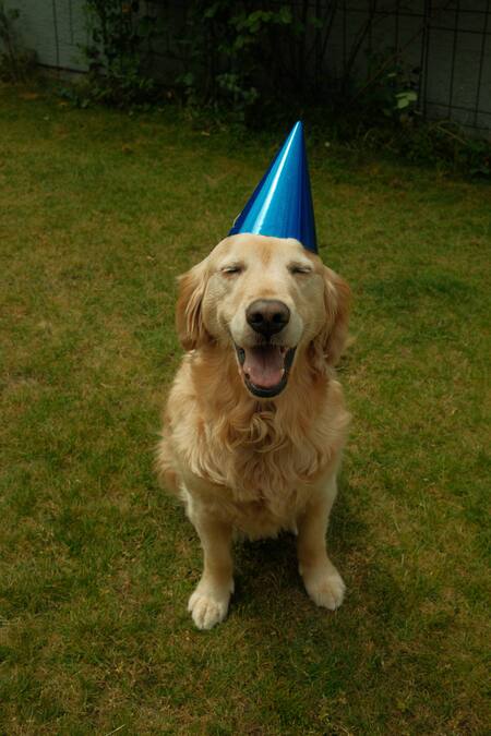 Entry image for Albert. Clicking this image will show a larger photo