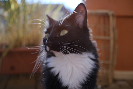 Entry image for Mia. Clicking this image will show a larger photo