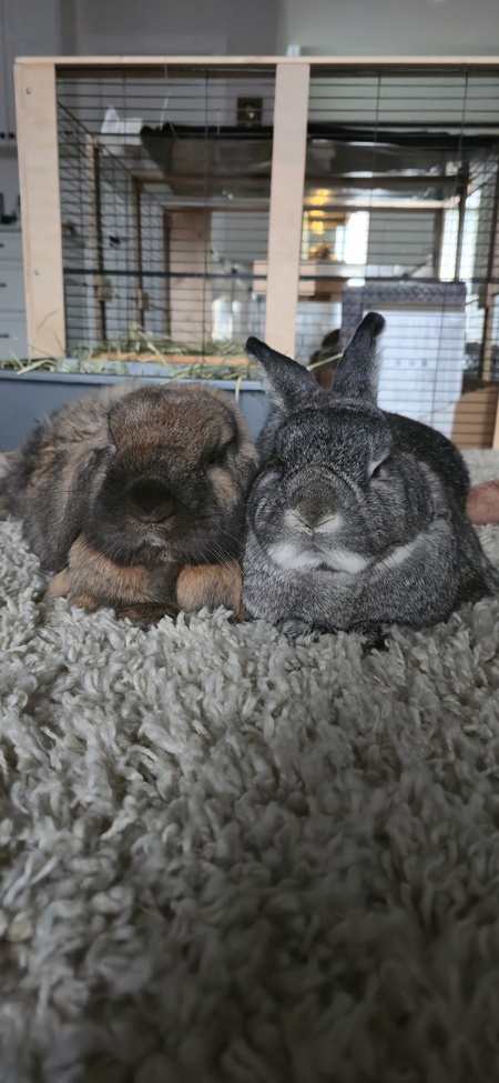 Entry image for Binky Jr . Clicking this image will show a larger photo