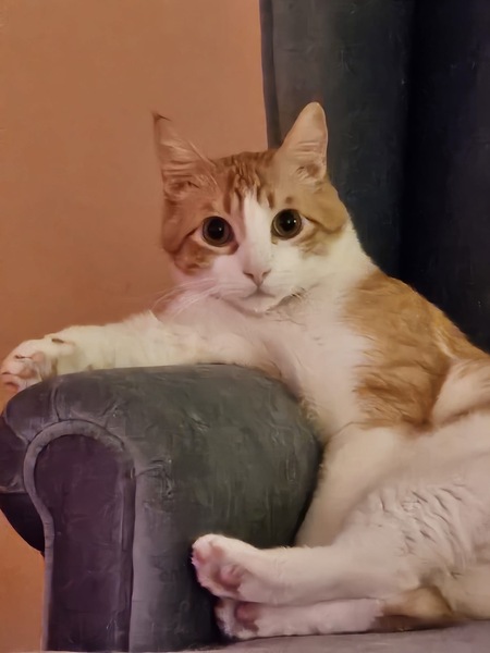 Entry image for Baby Meeko. Clicking this image will show a larger photo