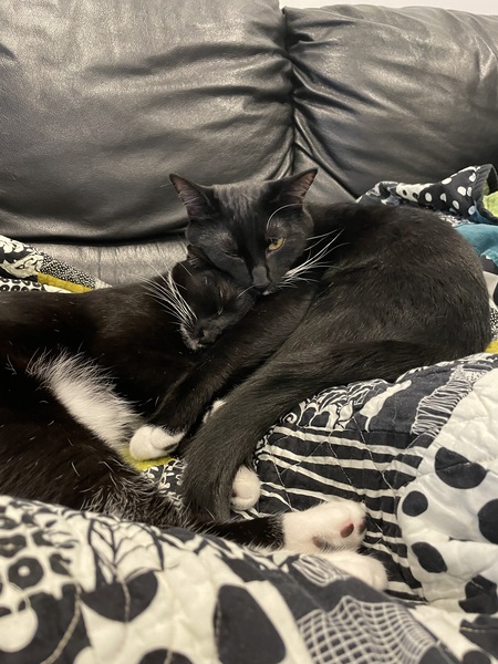 Entry image for Charlie & Oliver. Clicking this image will show a larger photo