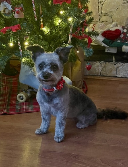 Entry image for Pepper. Clicking this image will show a larger photo