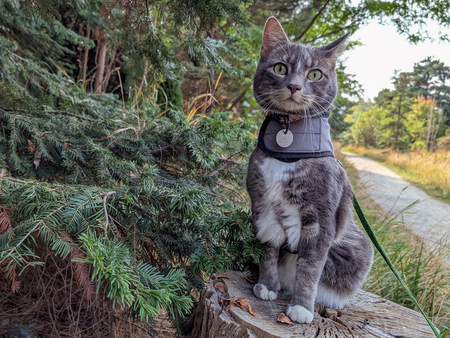 Entry image for Hooper. Clicking this image will show a larger photo