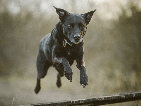 Entry image for Rey. Clicking this image will show a larger photo