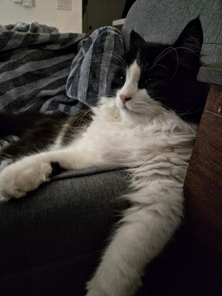 Entry image for Bongo . Clicking this image will show a larger photo