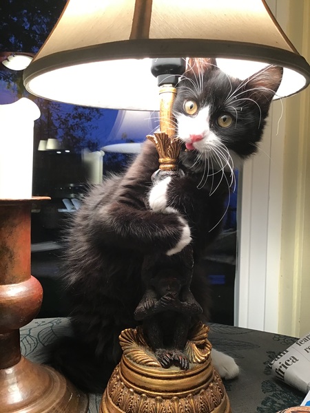 Entry image for hugo. Clicking this image will show a larger photo