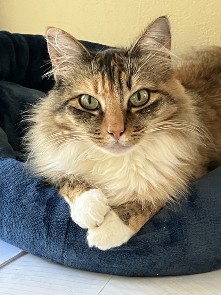 Entry image for Abby. Clicking this image will show a larger photo