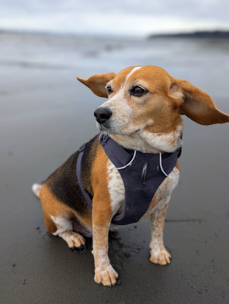 Entry image for Lilibet (Lily). Clicking this image will show a larger photo