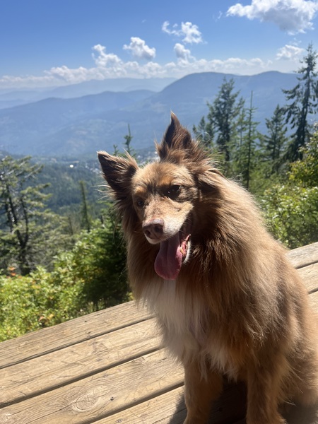 Entry image for Lizzy. Clicking this image will show a larger photo