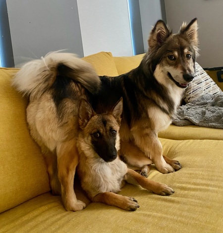 Entry image for Paddington & Nellie. Clicking this image will show a larger photo