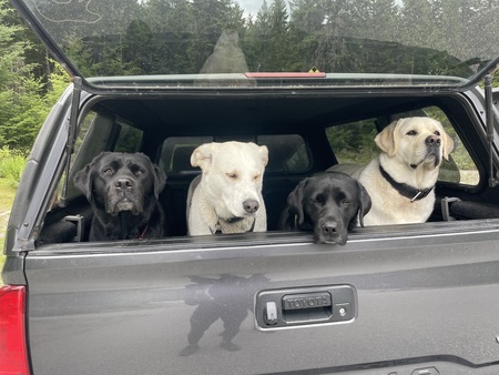 Entry image for Bella,George,Kona and Norman. Clicking this image will show a larger photo