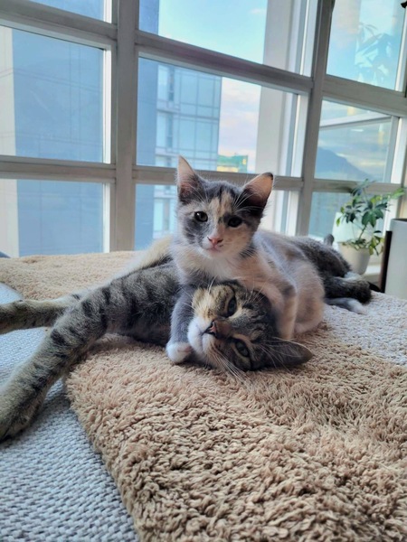 Entry image for Luna and Cleo . Clicking this image will show a larger photo