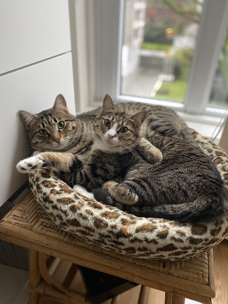 Entry image for Harry and Hazel. Clicking this image will show a larger photo