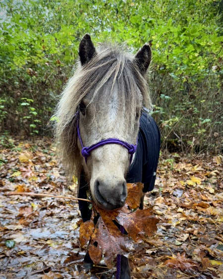 Entry image for Carmel. Clicking this image will show a larger photo