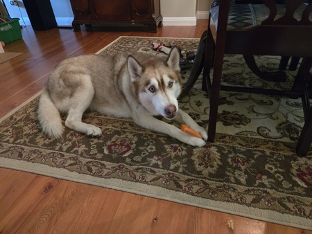 Entry image for Ranger. Clicking this image will show a larger photo