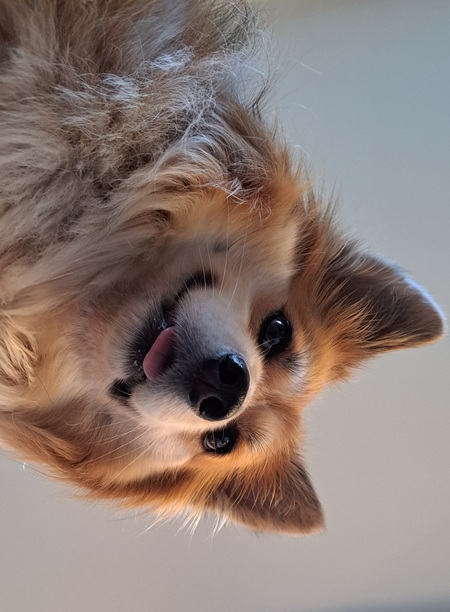 Entry image for Mr. Corgi. Clicking this image will show a larger photo