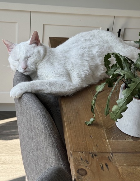 Entry image for Archer. Clicking this image will show a larger photo