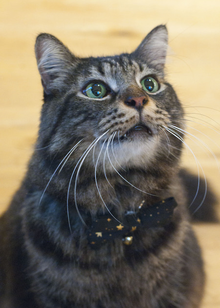 Entry image for Handsome. Clicking this image will show a larger photo