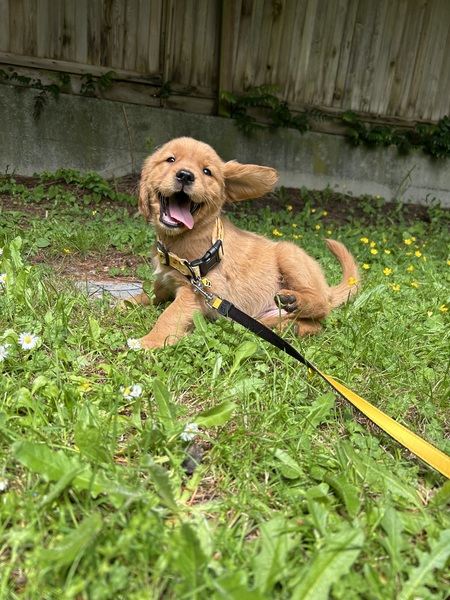 Entry image for Honey. Clicking this image will show a larger photo