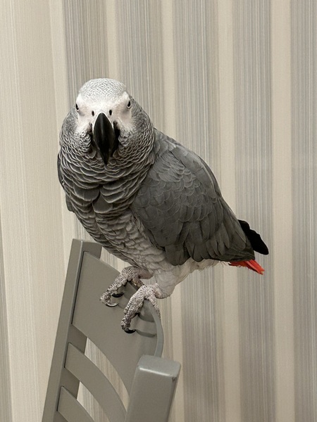 Entry image for Abbey. Clicking this image will show a larger photo