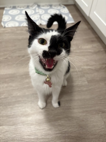 Entry image for Zorro. Clicking this image will show a larger photo