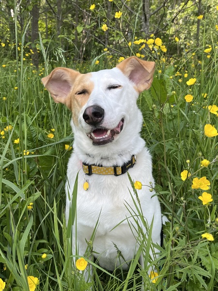 Entry image for Molly. Clicking this image will show a larger photo